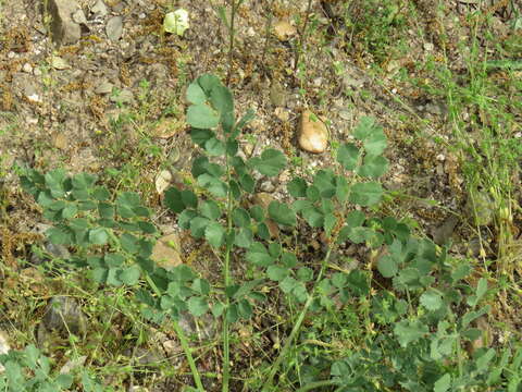 Image of Pimpinella villosa Schousboe