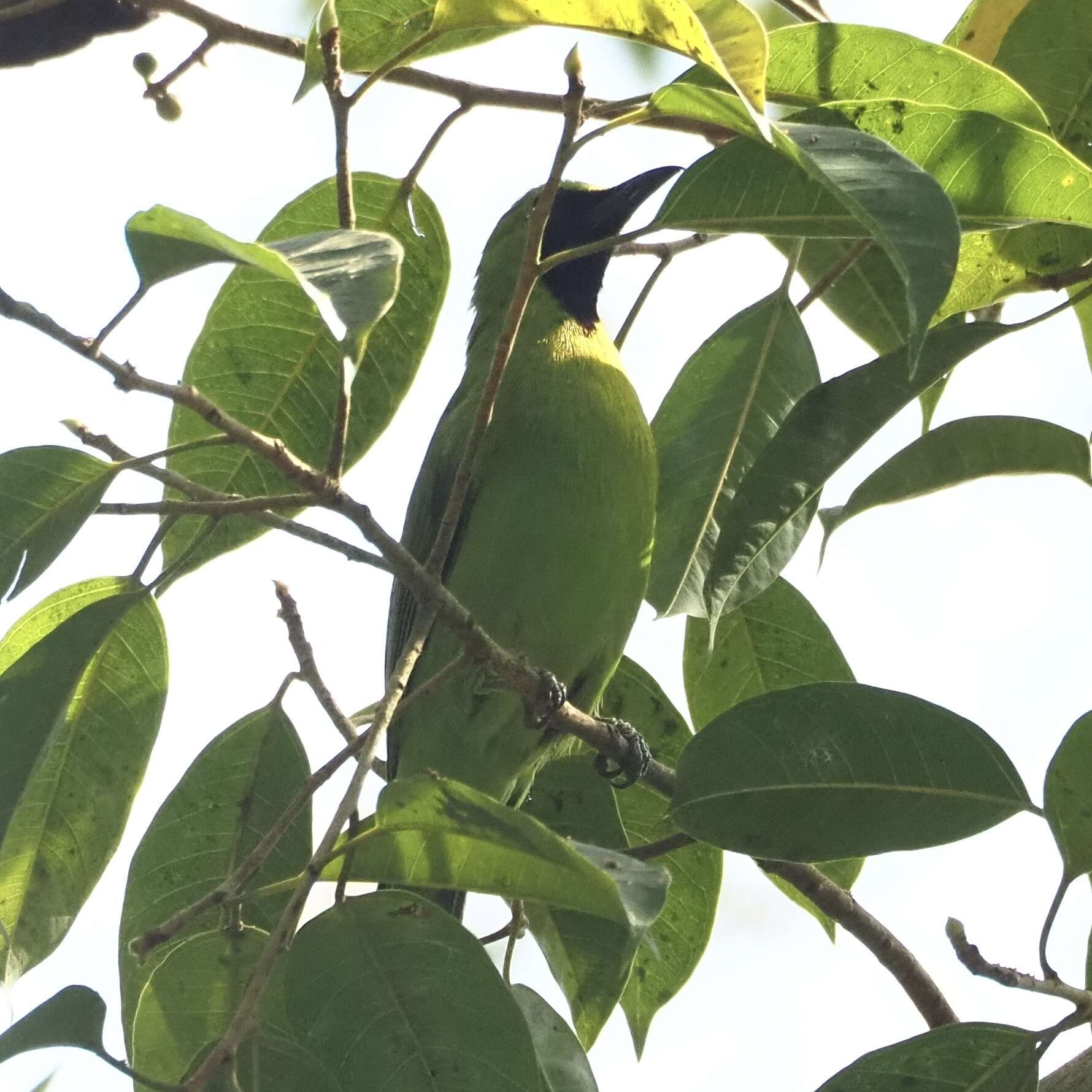 Image of Greater Green Leafbird