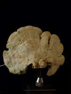 Image of Favolus acervatus (Lloyd) Sotome & T. Hatt. 2013