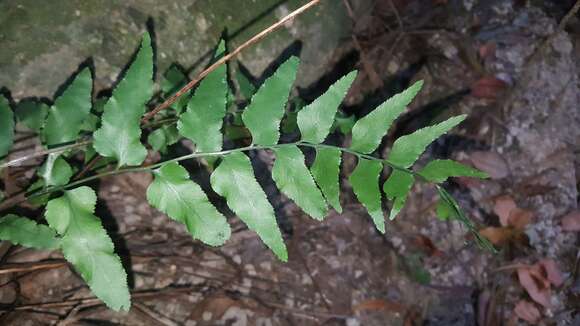 Lindsaea heterophylla Dryand. resmi