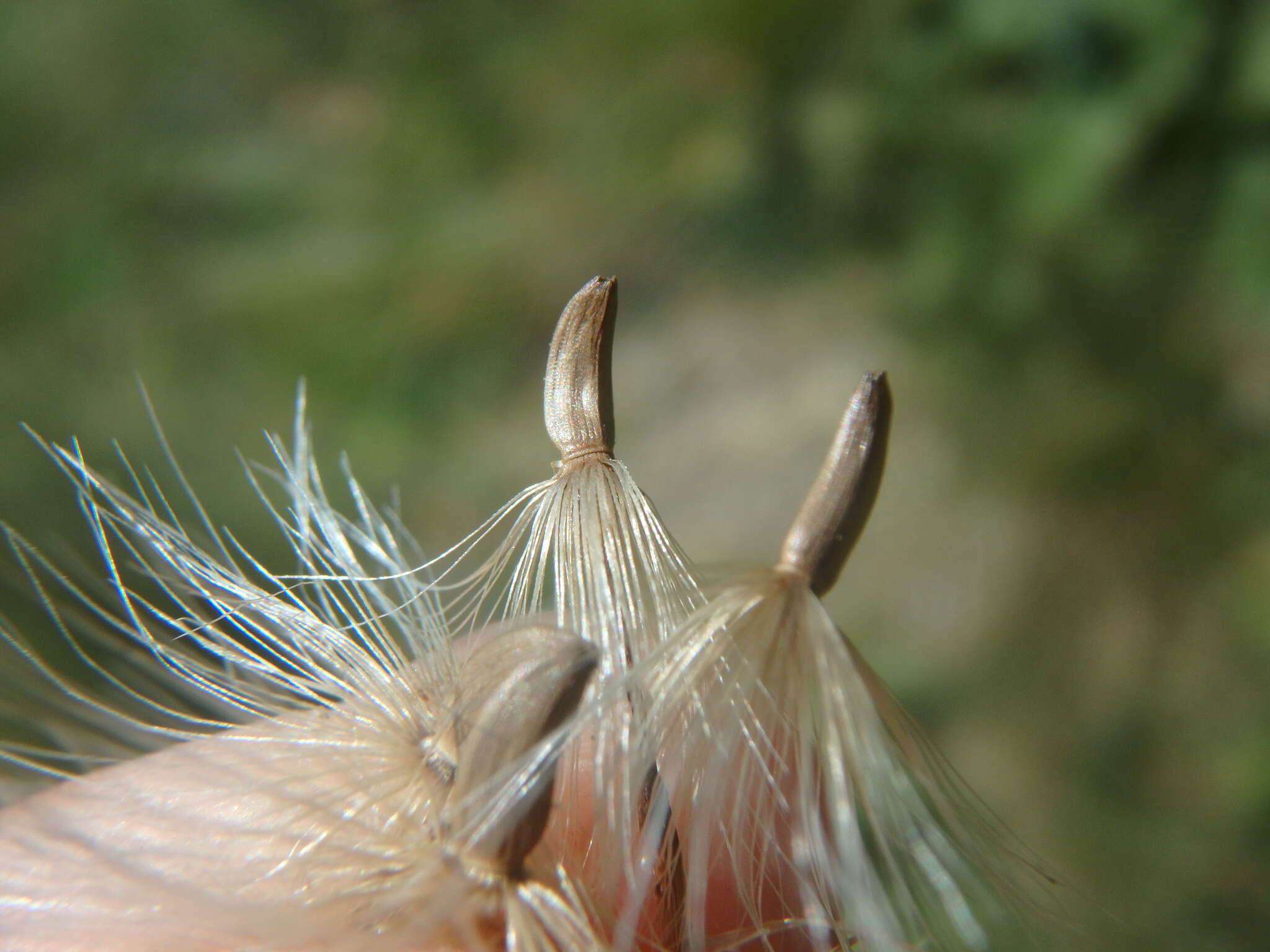 Image of Carduus adpressus C. A. Meyer