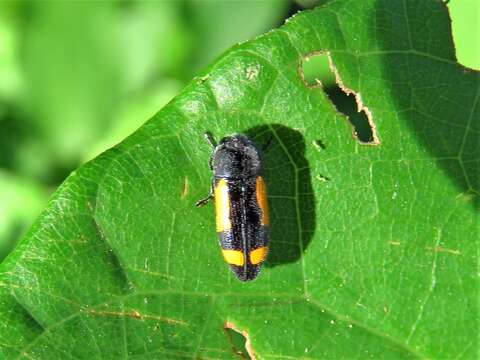 Ptosima gibbicollis (Say 1823)的圖片