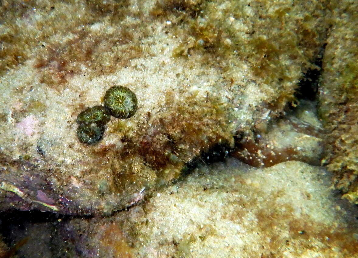 Image of Large polyp hard coral