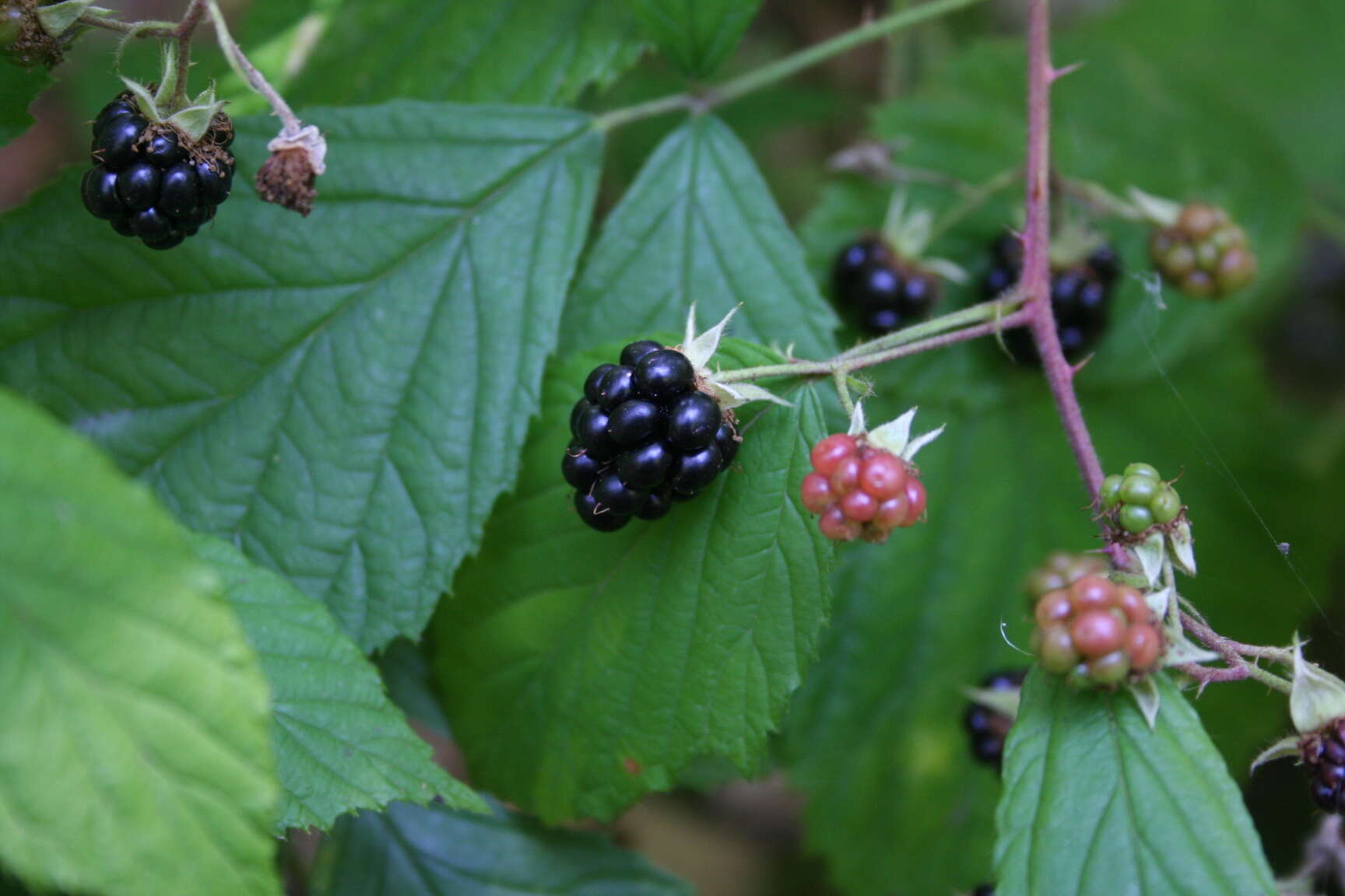 Image de Rubus polonicus Barr. ex Weston