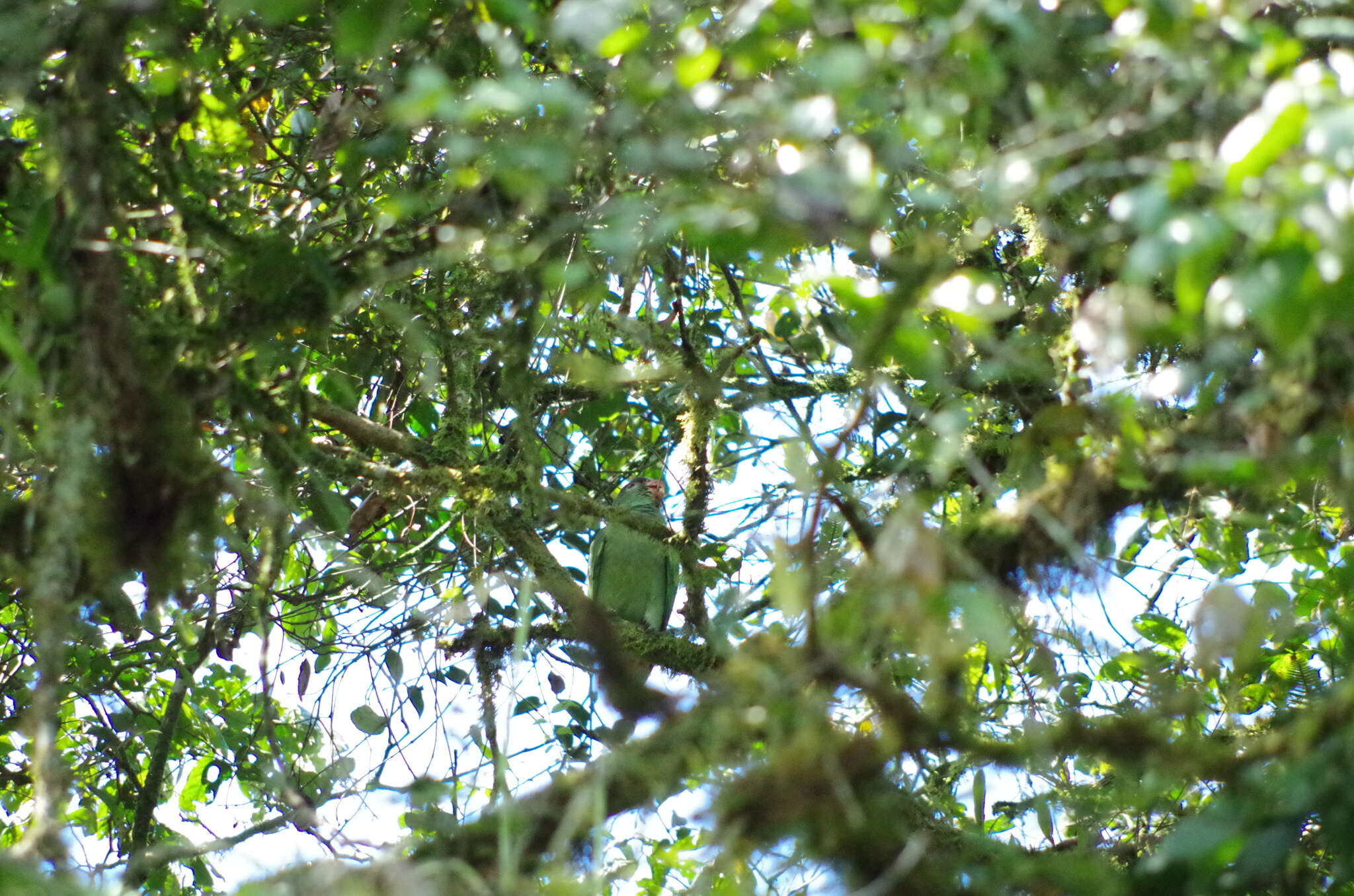 Image of Red-billed Parrot