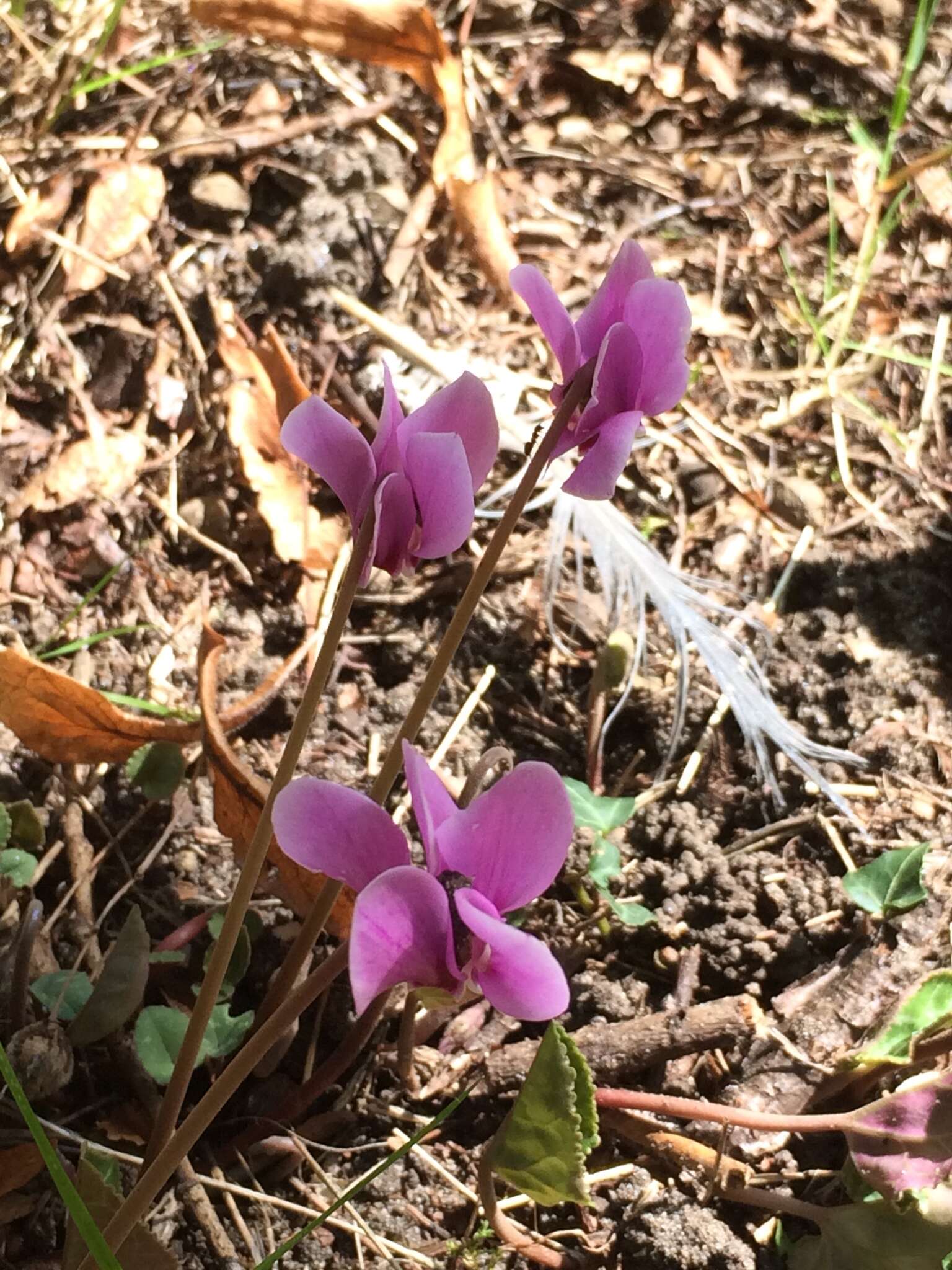 Image of baby cyclamen