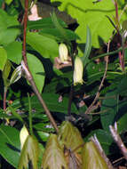 Image of mountain bellwort