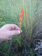 Image de Disa polygonoides Lindl.