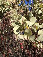 Arctostaphylos viscida subsp. viscida resmi