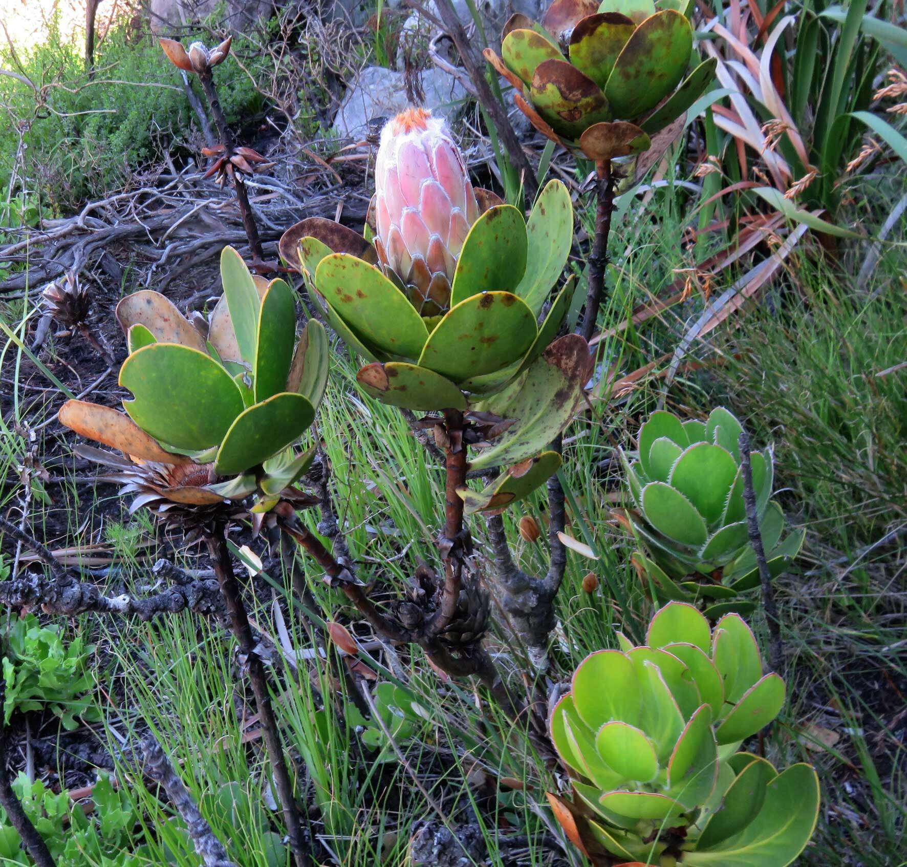 Imagem de Protea speciosa (L.) L.