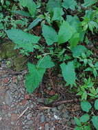 Image of Salvia japonica var. formosana Murata