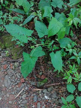 Image of Salvia japonica var. formosana Murata