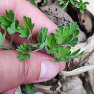 Image of Corydalis buschii Nakai