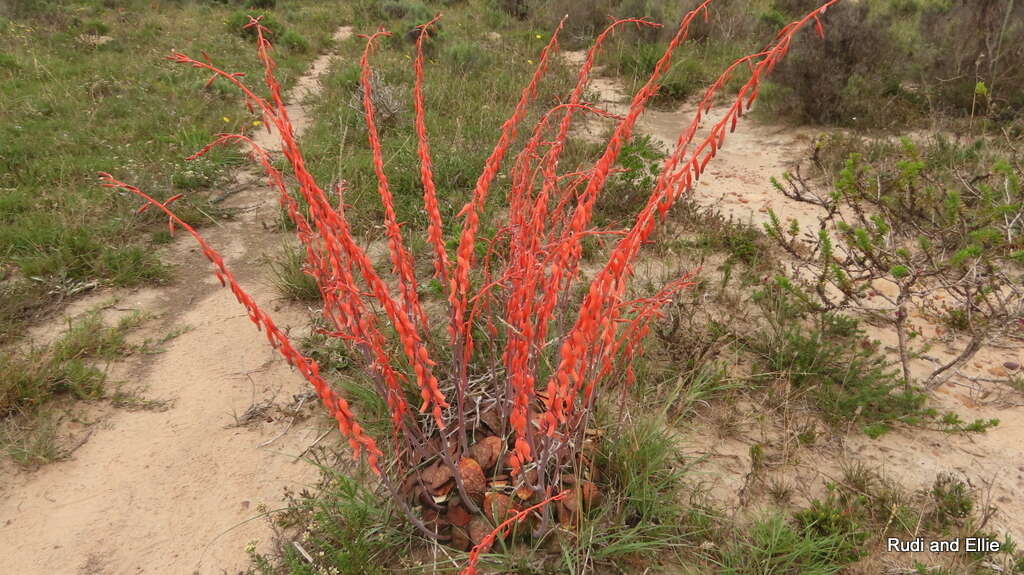 Image of Gasteria nitida (Salm-Dyck) Haw.