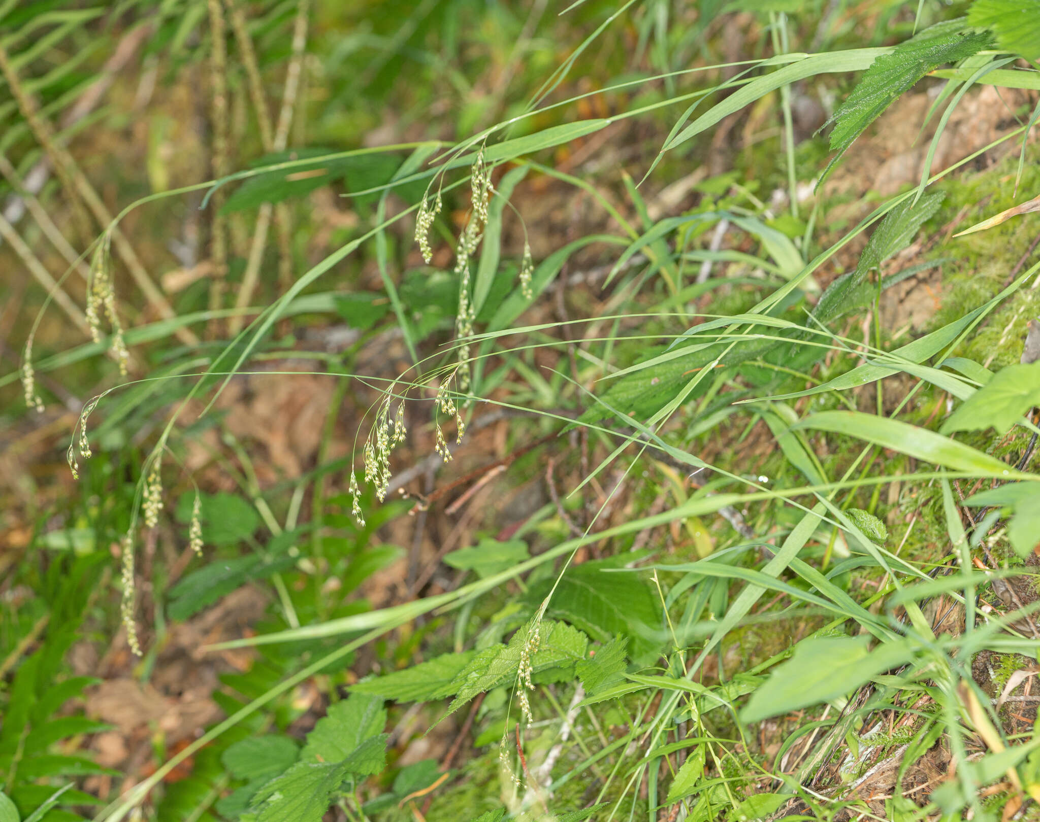 Image of smallflowered woodrush