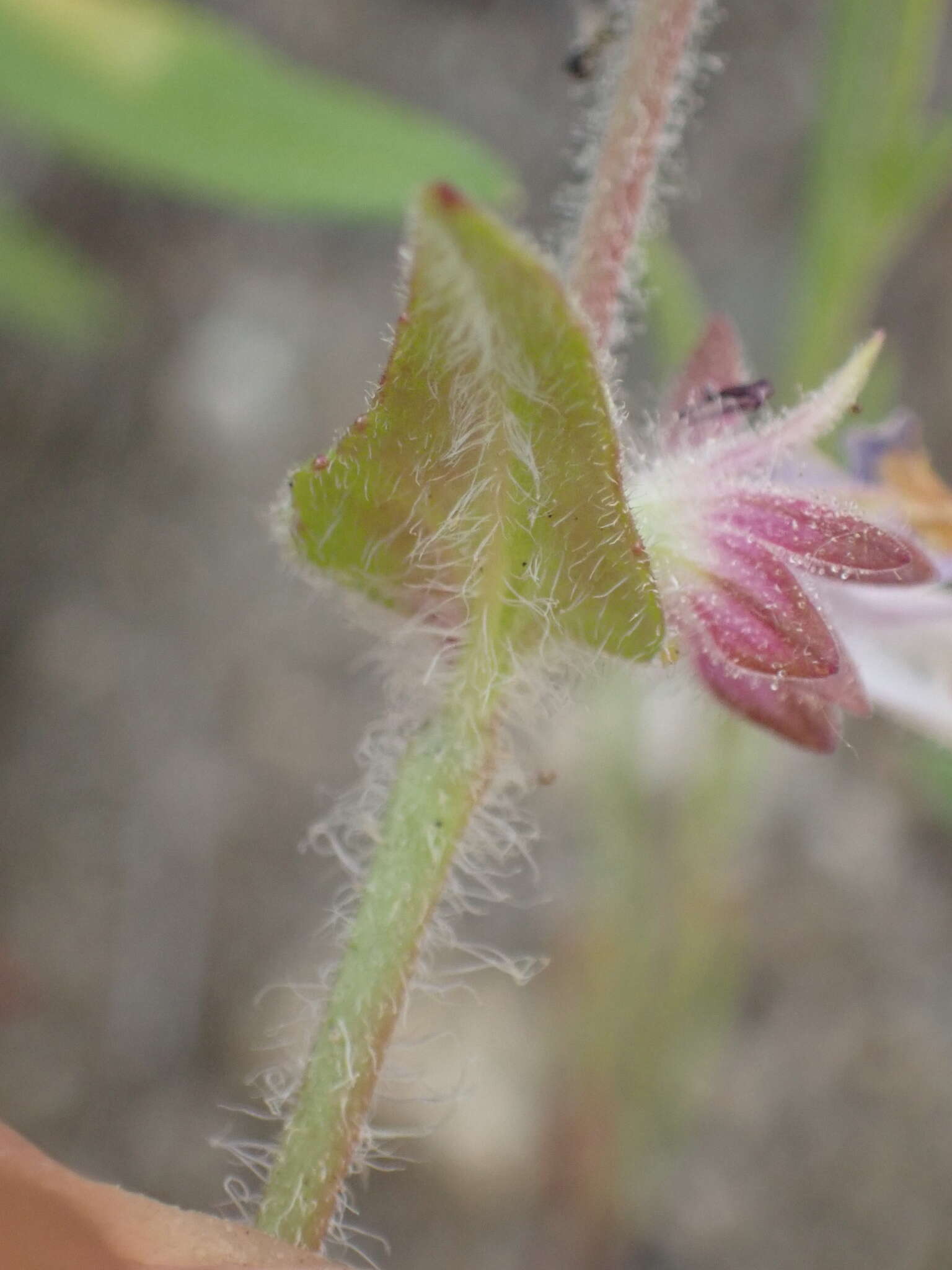 صورة Collinsia heterophylla var. austromontana (Newsom) Munz