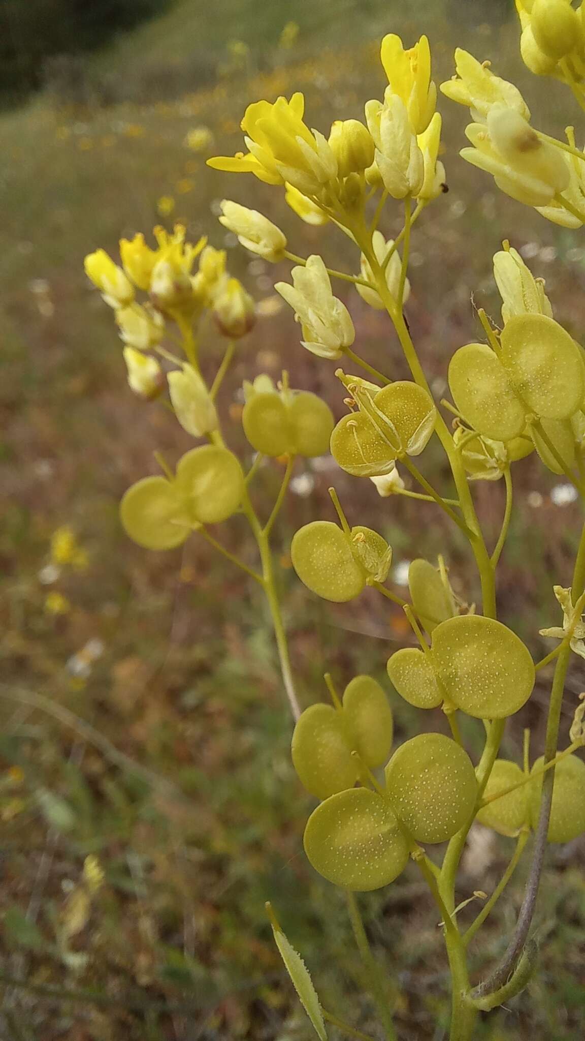 Слика од Biscutella auriculata L.