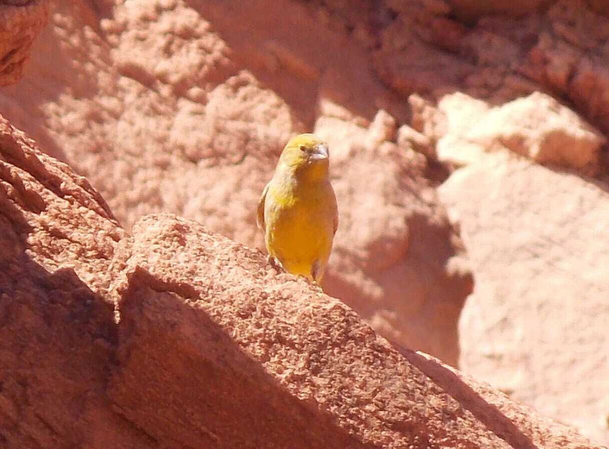 Image of Monte Yellow Finch