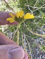 Sivun Encelia virginensis A. Nels. kuva