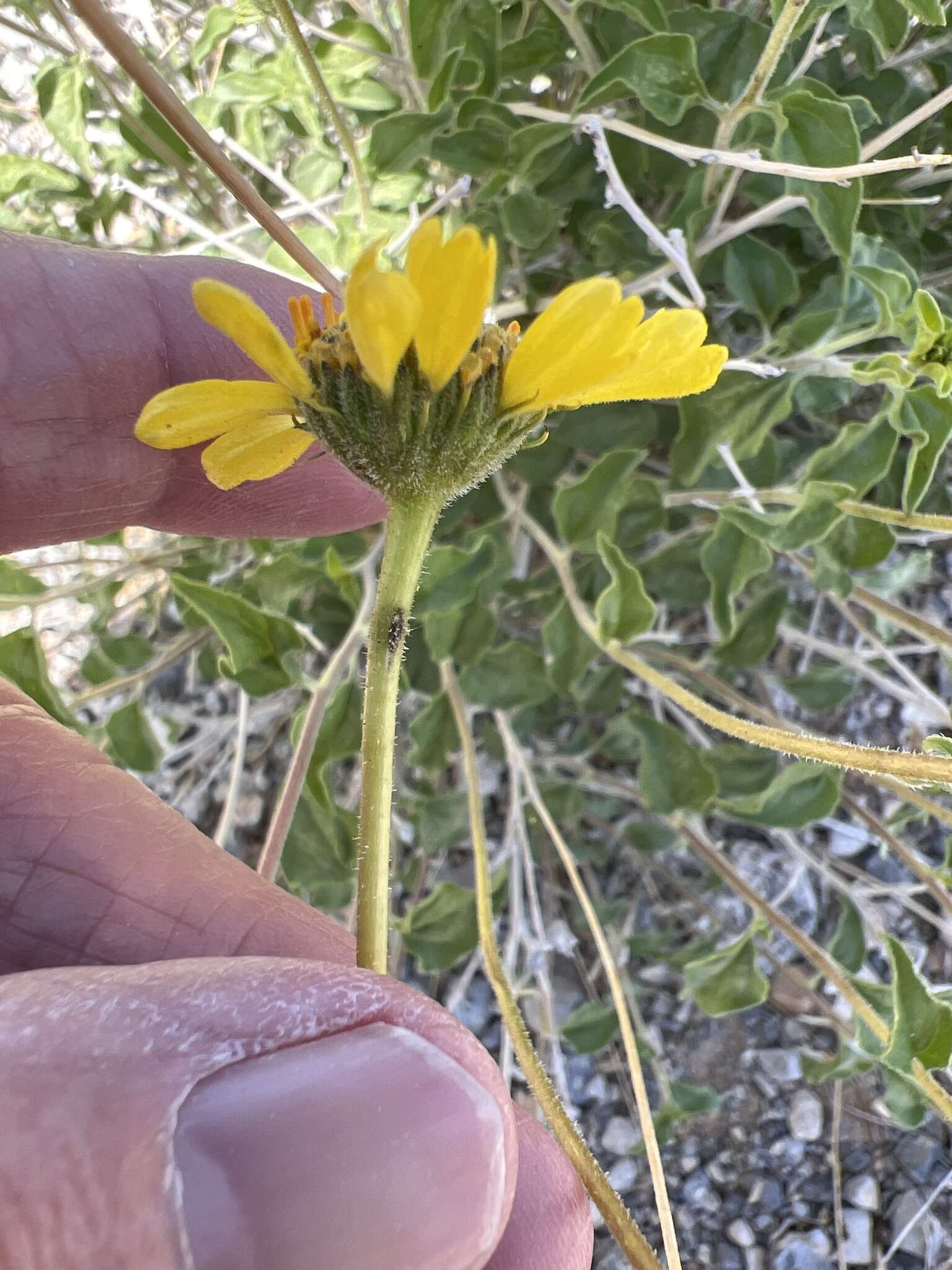 Sivun Encelia virginensis A. Nels. kuva