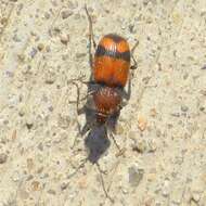 Panagaeus (Hologaeus) fasciatus Say 1823的圖片