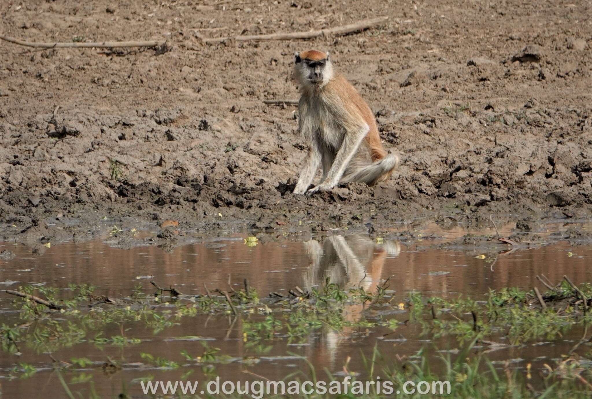 Image of Patas Monkey