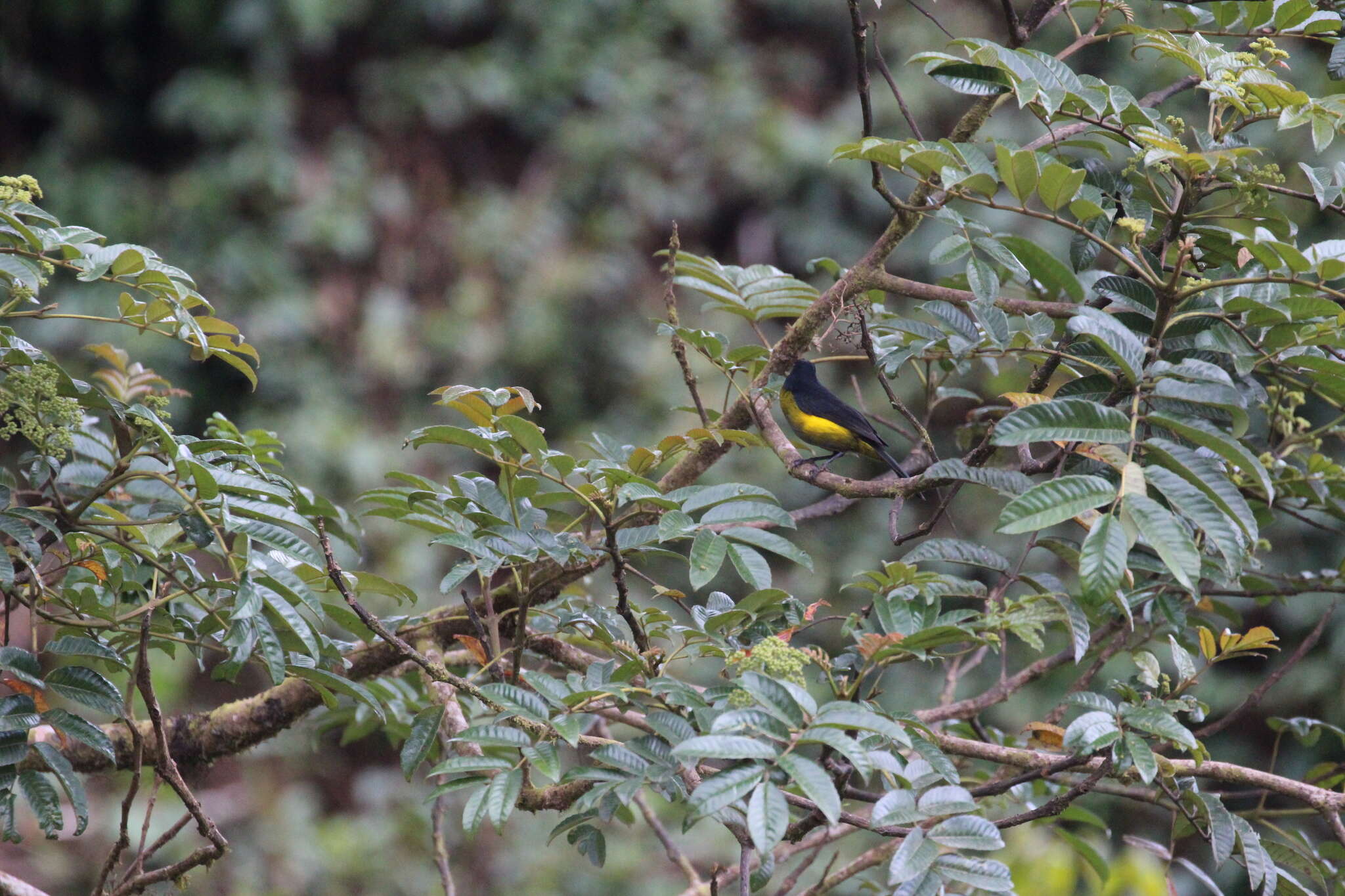 Plancia ëd Phainoptila melanoxantha melanoxantha Salvin 1877