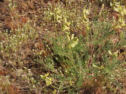 Image of curvepod milkvetch