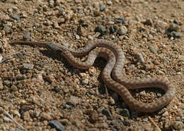 Image of Desert Night Snake