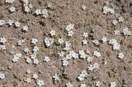 Image of Dentella pulvinata Airy Shaw