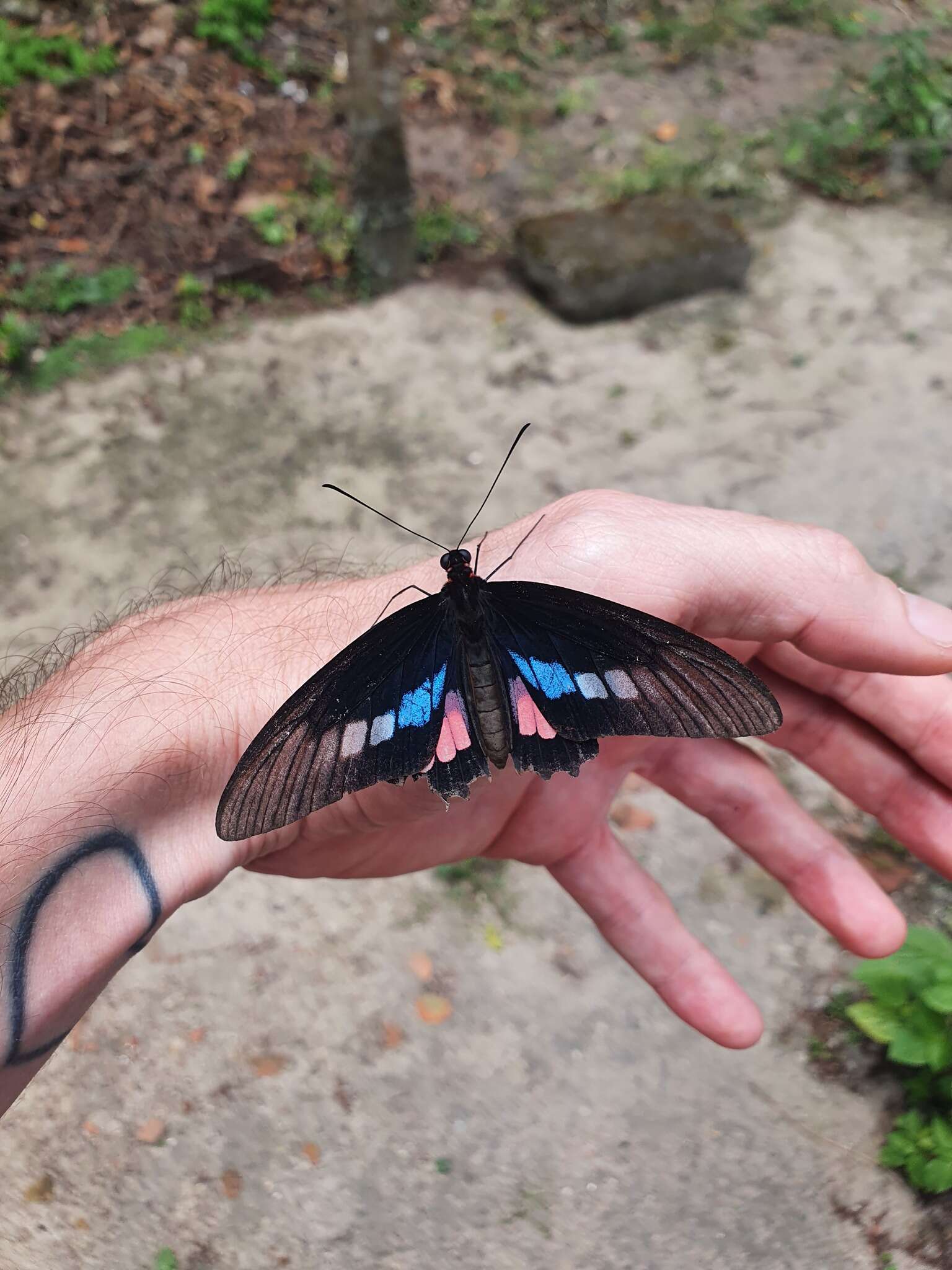 Image de Parides zacynthus (Fabricius 1793)