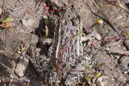 Image of Montezuma Leopard Frog