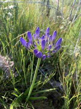 Image of Agapanthus praecox subsp. praecox