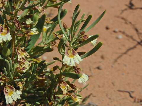 Слика од Scaevola collaris F. Müll.