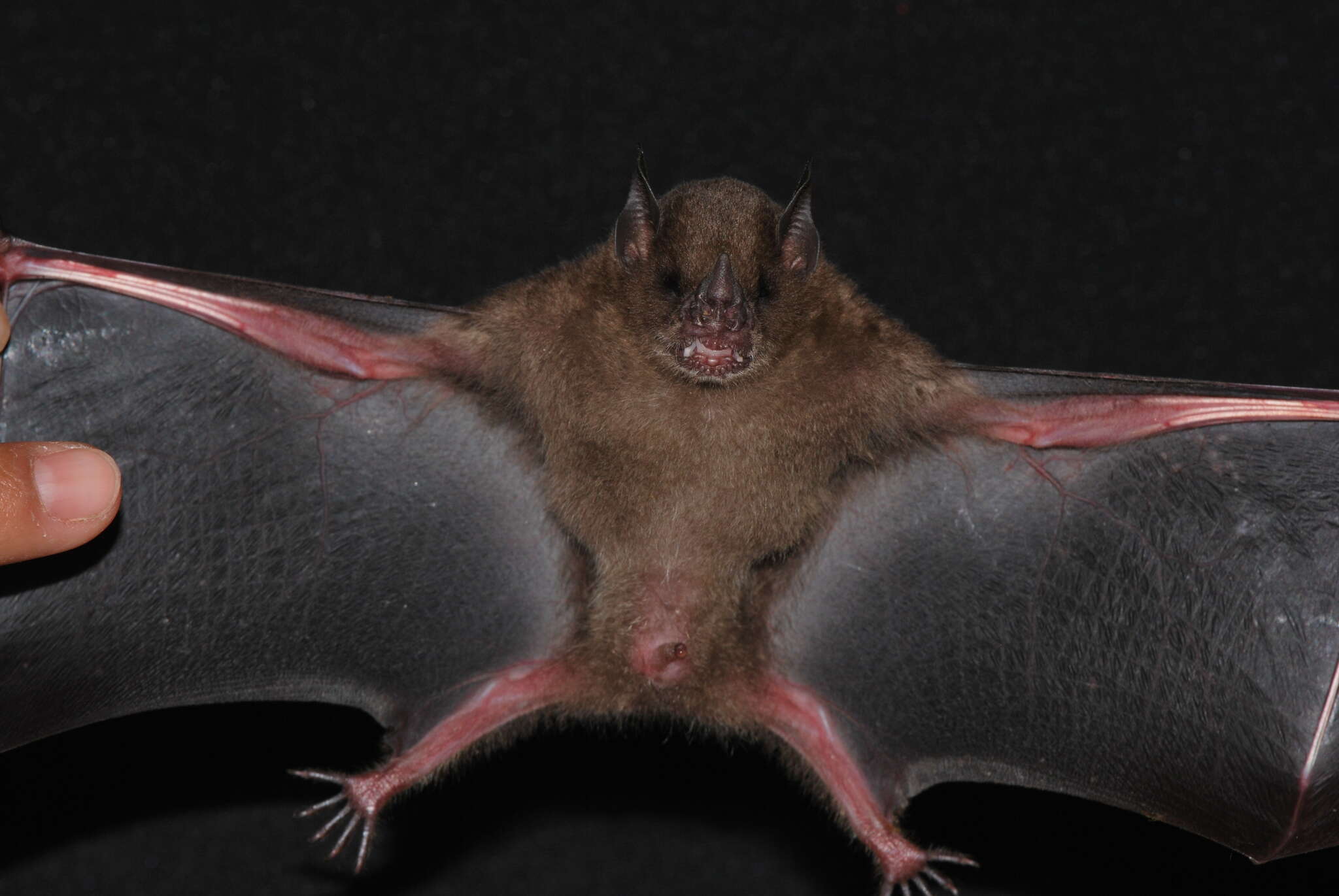 Image of highland yellow-shouldered bat