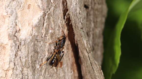 Image de Ibalia (Tremibalia) anceps Say 1824