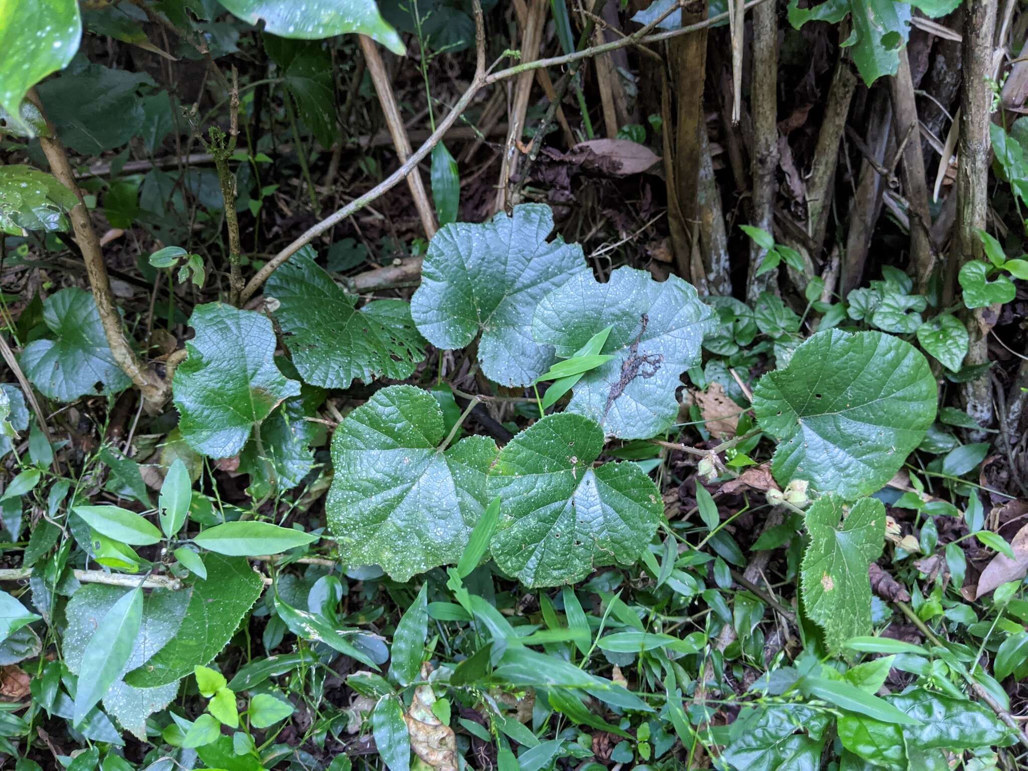 Image de Rubus buergeri Miq.