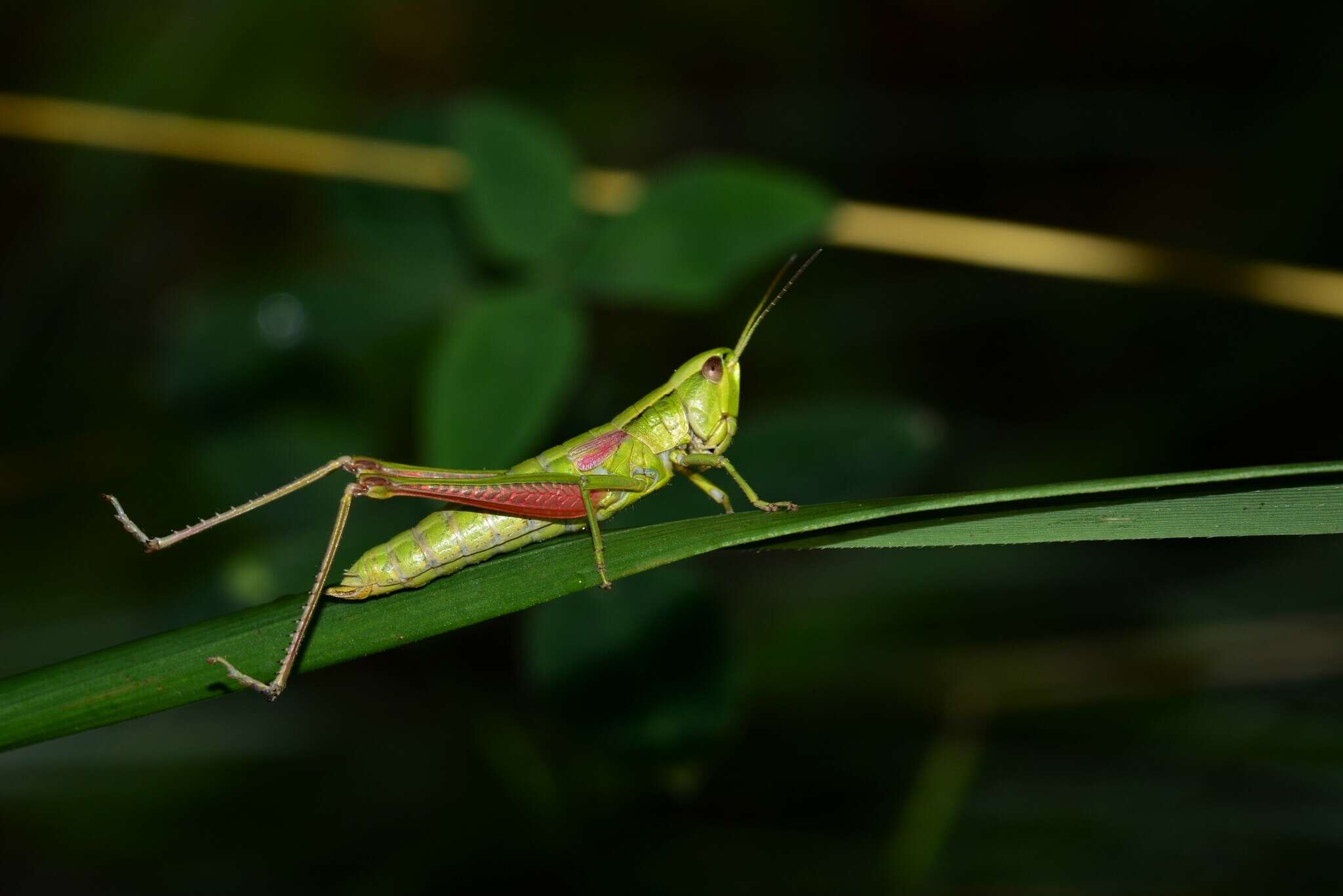 Image de Euthystira brachyptera brachyptera (Ocskay 1826)