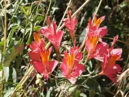 Image of Alstroemeria ligtu subsp. splendens Muñoz-Schick