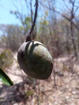 Imagem de Cinnamosma fragrans Baill.