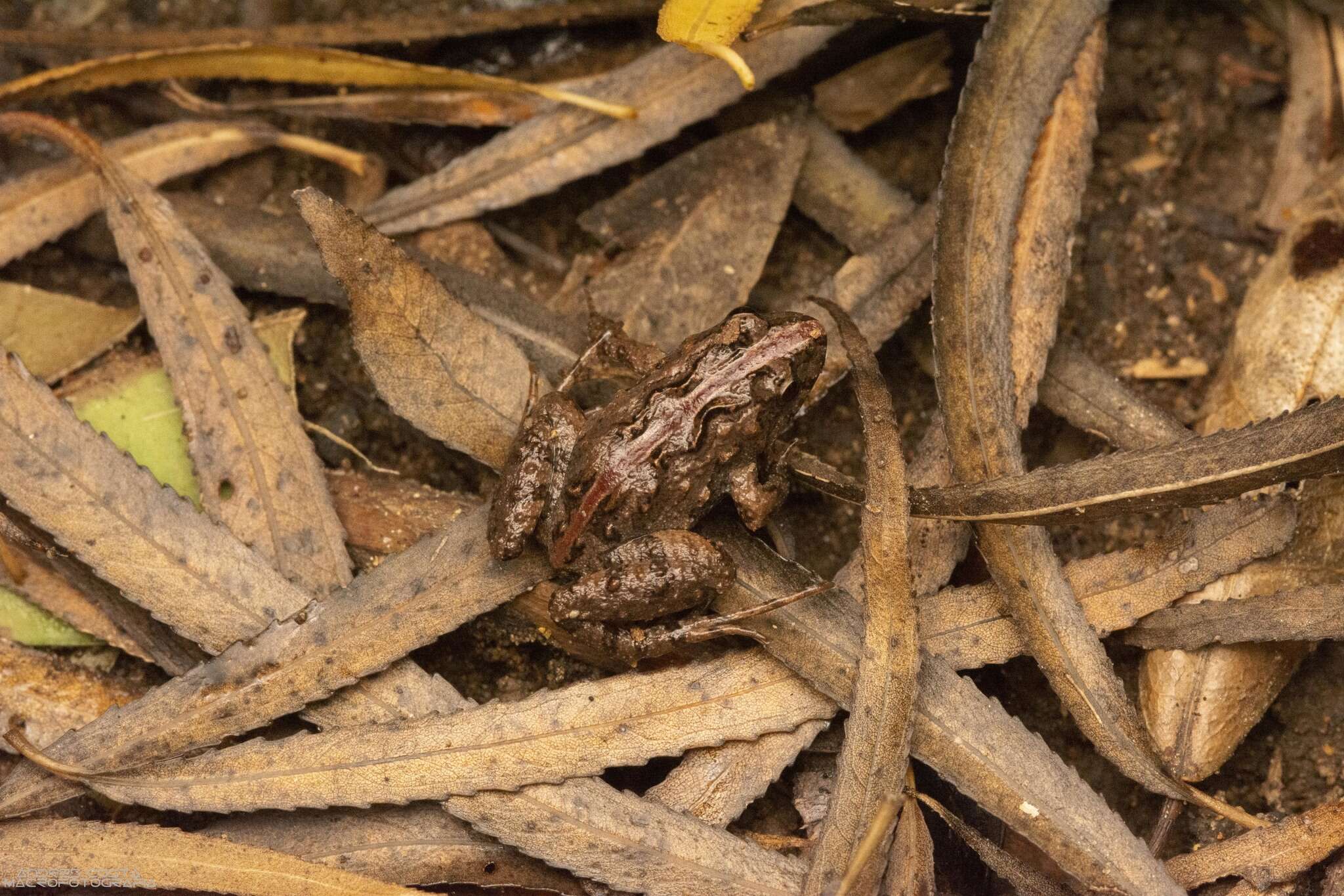 Image of Hensel’s Swamp Frog