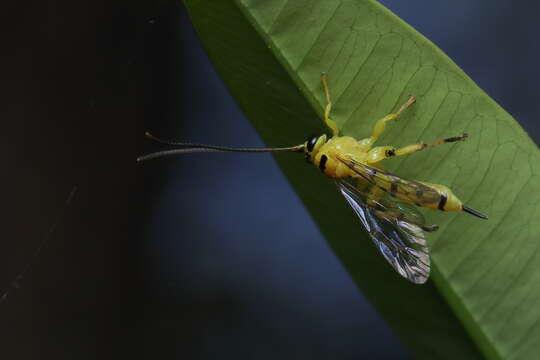 Image of Parasitoid wasp