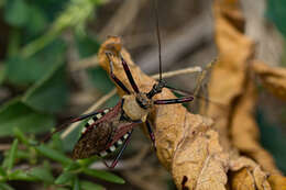 Image of Rhynocoris neavei Bergroth 1912