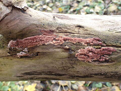 Image of Ceriporia purpurea (Fr.) Donk 1971