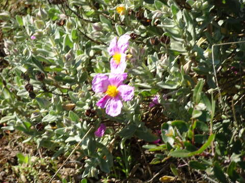 Imagem de Cistus albidus L.