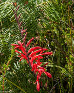 Image de Tritoniopsis caffra (N. E. Br.) Goldblatt & J. C. Manning