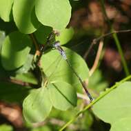 Image of Northern Spreadwing