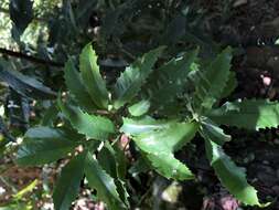 Image of Helicia cochinchinensis Lour.