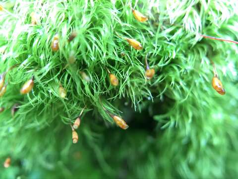 Image of Silky Forklet Moss