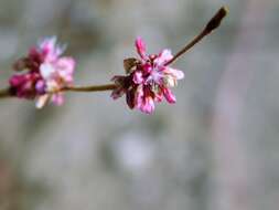 Image of longstem buckwheat